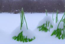 雪芽储存