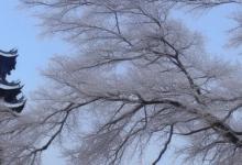 峨眉山雪芽什么样好