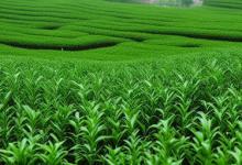 日照绿茶生产