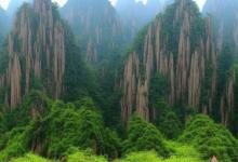 黄山毛峰谢裕大功效
