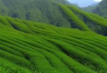 庐山云雾茶制作