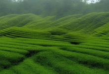 宜宾川红茶业