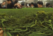 南岳云雾茶公司