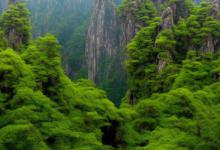 国礼黄山毛峰生态