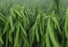 印象高海拔林间茶峨眉雪芽
