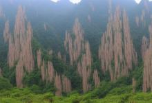 黄山毛峰制作过程