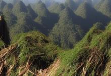 黄山毛峰如何冲泡