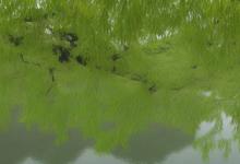 西湖龙井芽头