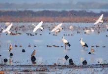 ​沉湖湿地生态修复变身鸟类天堂还有哪些好处呢