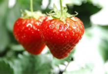 孕妇能吃草莓吗孕妇能吃草莓好处