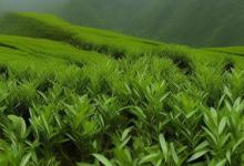 青城山茶雪芽