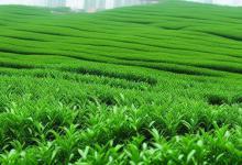日照绿茶哪里的最好