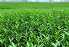 日照绿茶季