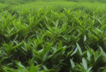都匀毛尖茶特点