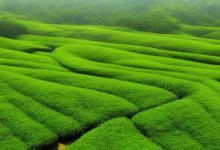 茶园印象日照绿茶