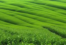 山东日照绿茶山水茶韵