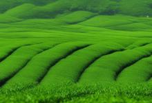 英德绿茶在哪里生产
