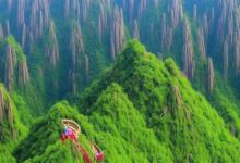 黄山毛峰哪里产的最好
