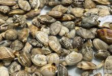 别用盐水洗花蛤了，30年老渔民教我一招，泥沙洗干净