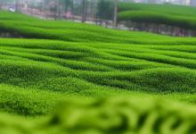 日照绿茶开花吗