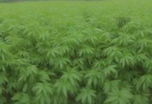都匀毛尖栽培品种