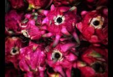 火龙果是不是仙人掌的果实？