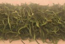 汉中茶叶云山雪芽