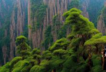 黄山毛峰的采摘时间