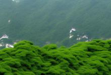 西湖龙井狮峰