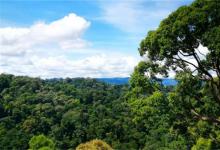 ​热带雨林的作用保护热带雨林的好处