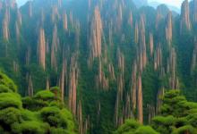 黄山毛峰品质特点