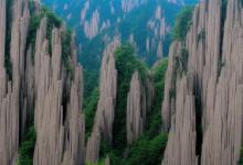 如何辨别黄山毛峰