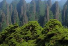 黄山毛峰和大红袍