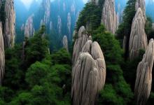 臻品黄山毛峰