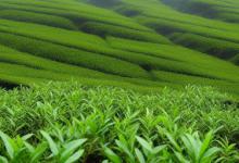 都匀毛尖产茶季节