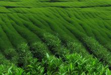 都匀毛尖茶工序