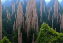 黄山毛峰 谢裕大