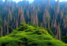 黄山毛峰是啥