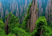 野生黄山毛峰特征