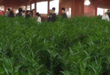 峨眉雪芽茶叶公司