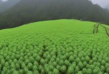 青城山卖峨眉雪芽马边雪芽