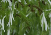 峨眉雪芽 还是碧螺春