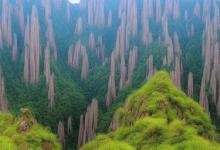 黄山毛峰和雀舌区别