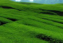 庐山云雾茶 茶场