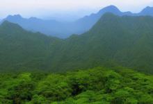 尘观山太平猴魁