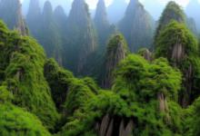 黄山毛峰什么香味