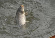 怎样判断用几号线钓鱼怎样判断用几号线钓鲤鱼