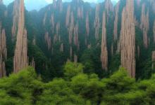2014黄山毛峰
