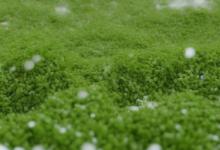 峨眉雪芽能泡几回