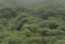 松谷 太平猴魁